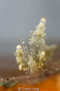 L O N G - R H I N O P H O R E S
Nudibranch (Eubranchus m... by Irwin Ang 